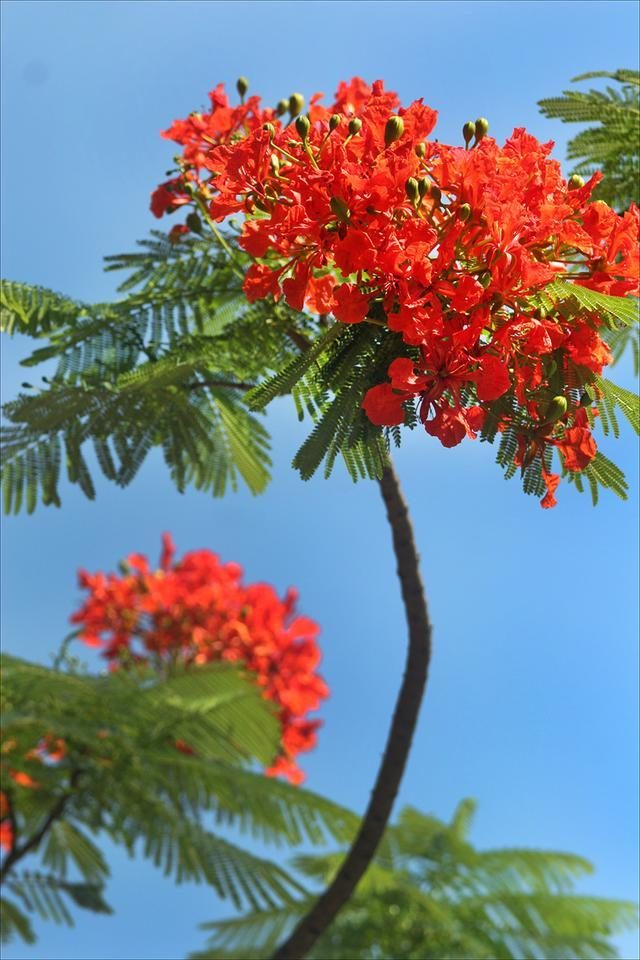 狀元紅，揭秘4987最準(zhǔn)最快的秘密武器，狀元紅，揭秘最準(zhǔn)最快的秘密武器 4987