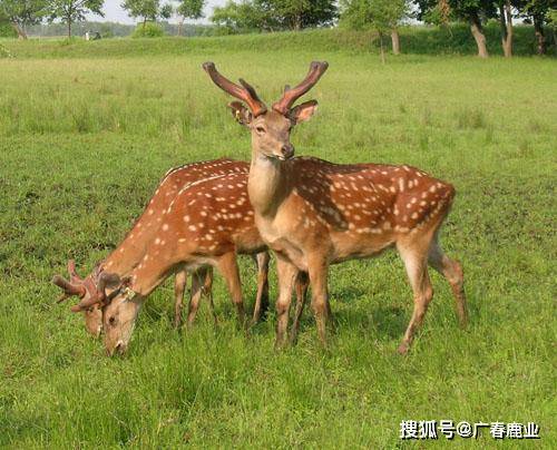 最新版本的6566cc澳彩資料大全介紹及特色功能解析，最新6566cc澳彩資料大全介紹與特色功能深度解析